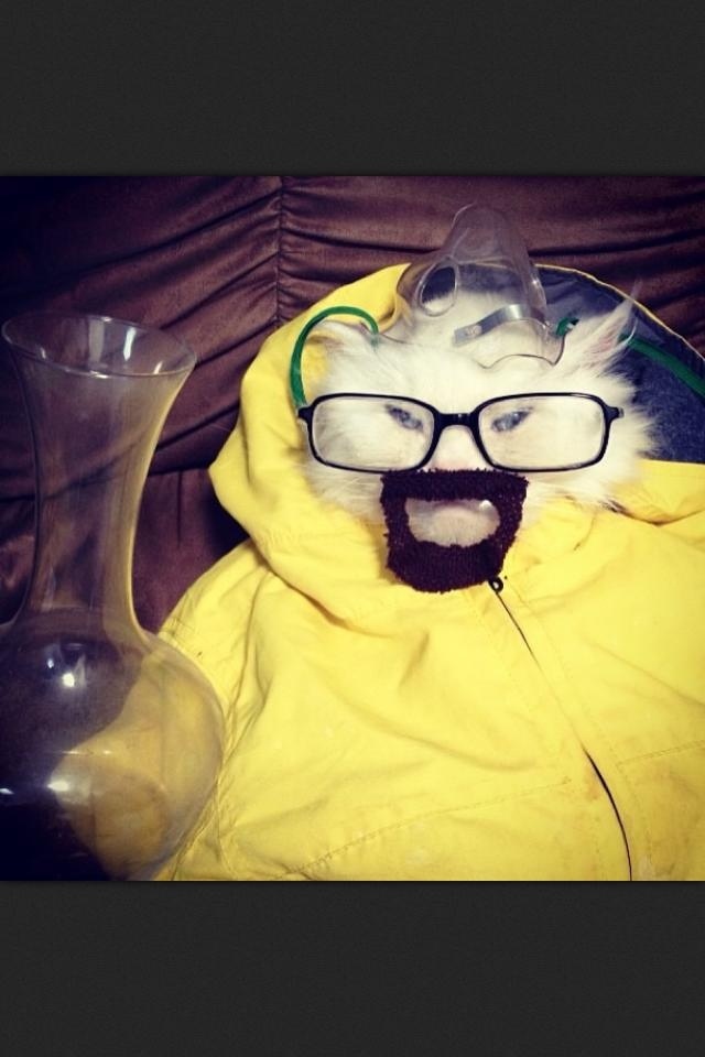 Breaking bad katthumor!