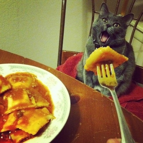 Feed me