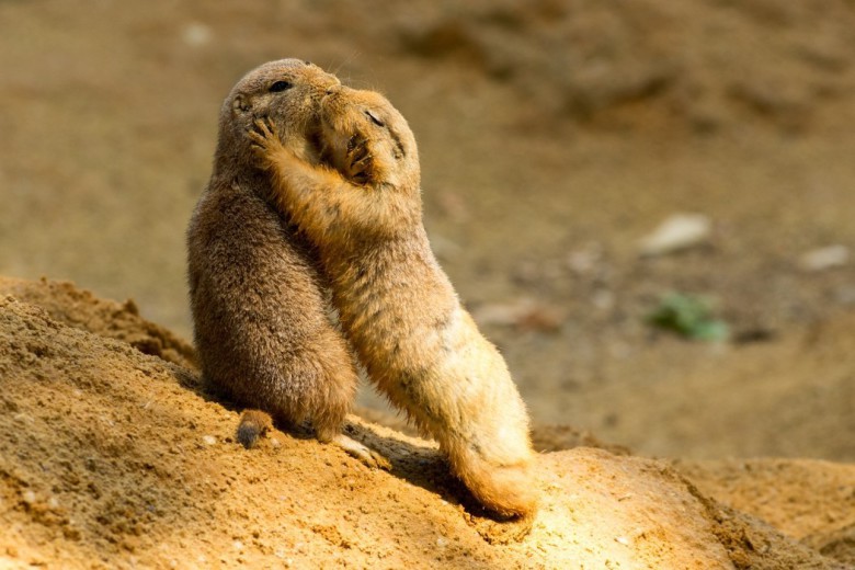 Kiss me you fool