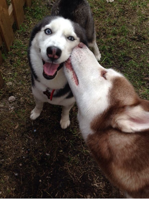 Husky par