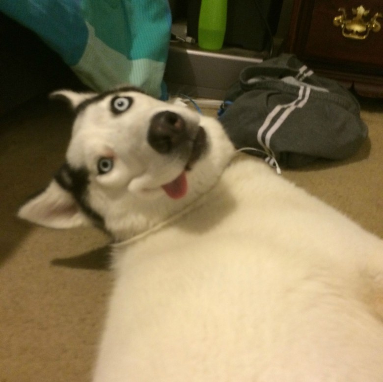 WTF human