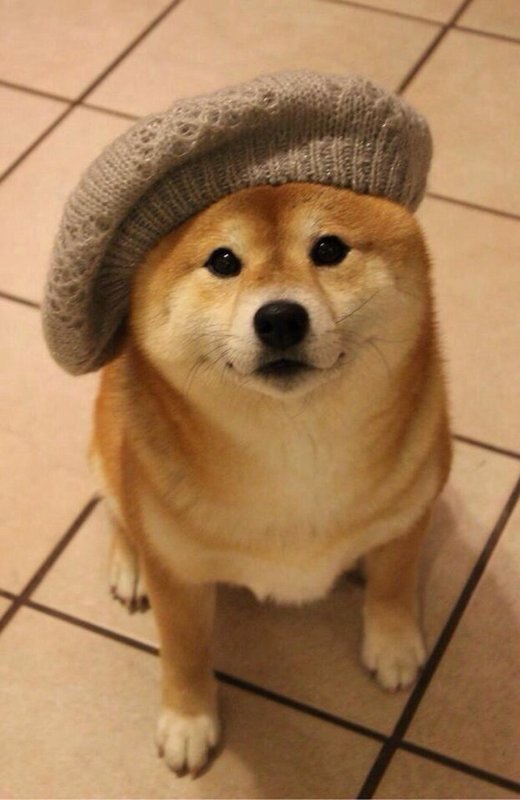 Stilig hund
