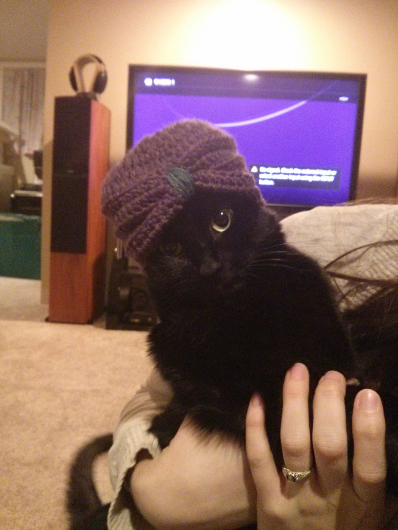 Indian Cat