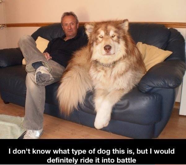 Battle dog