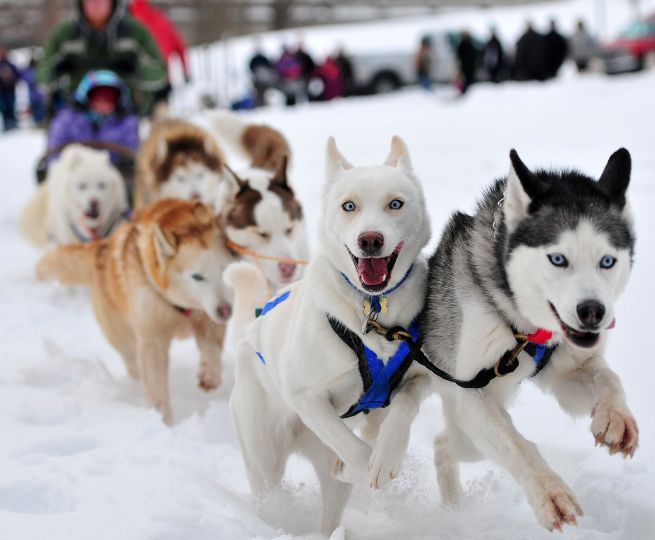 Glada huskies