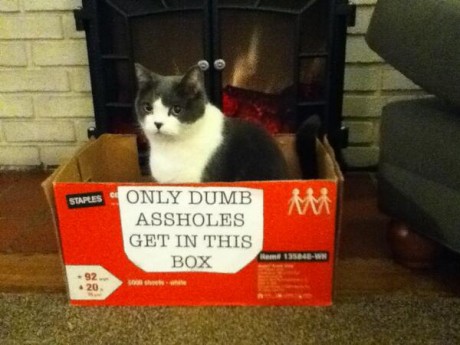 Dum katt