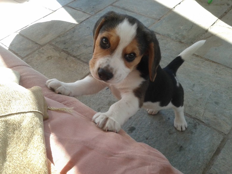 Söt beagle
