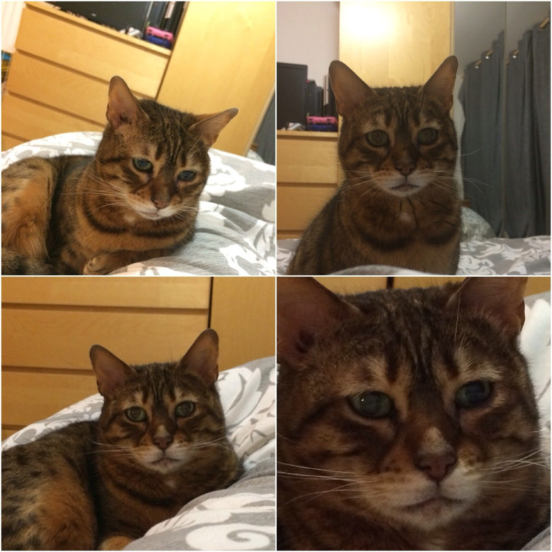 Sorgsen katt