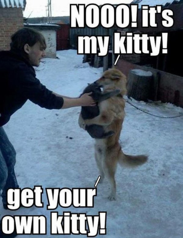 My kitty