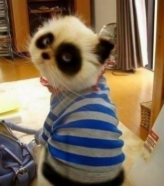 Panda Cat