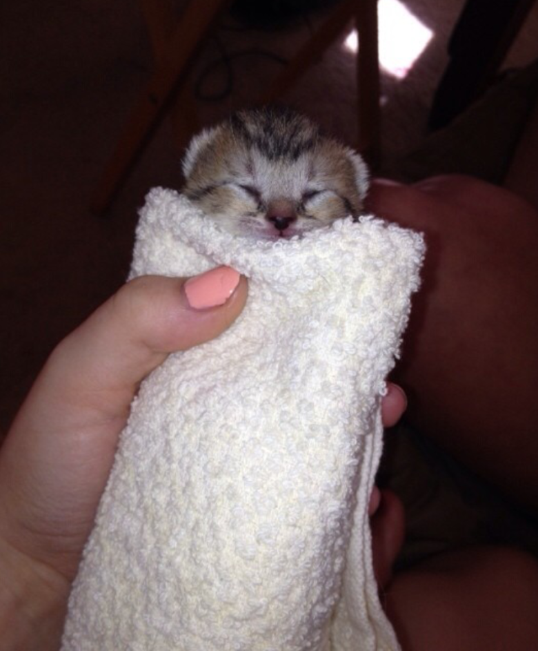 Kitty burrito