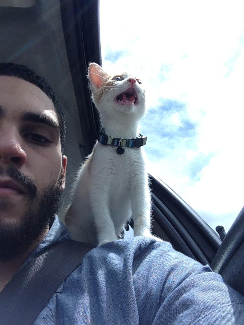 Proud kitty