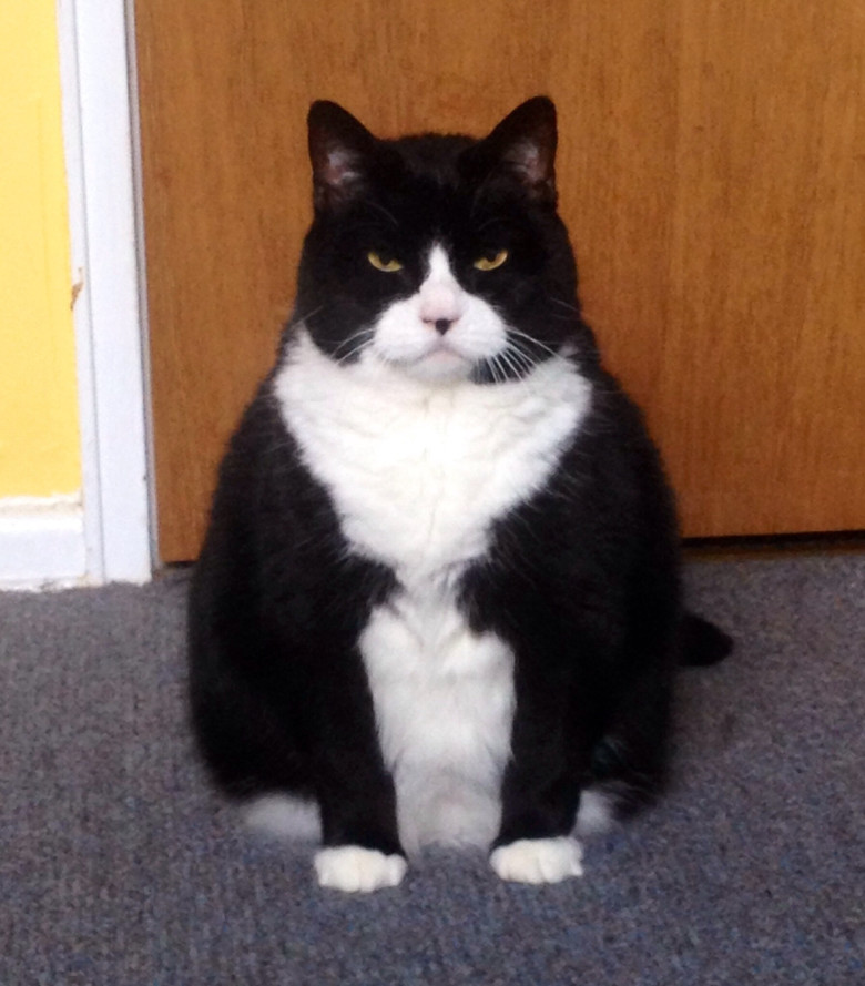 Evil cat