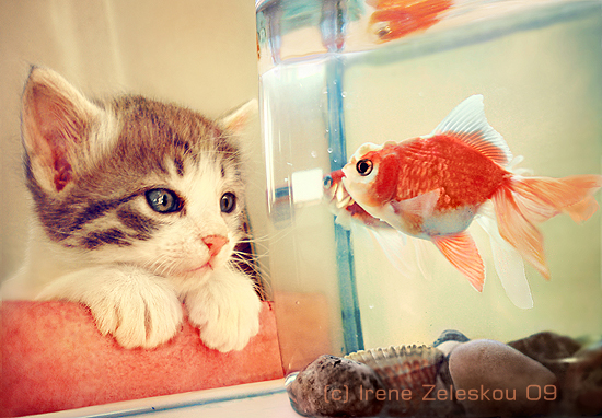 Hello fish