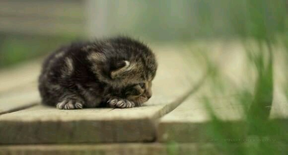 Liten kattunge