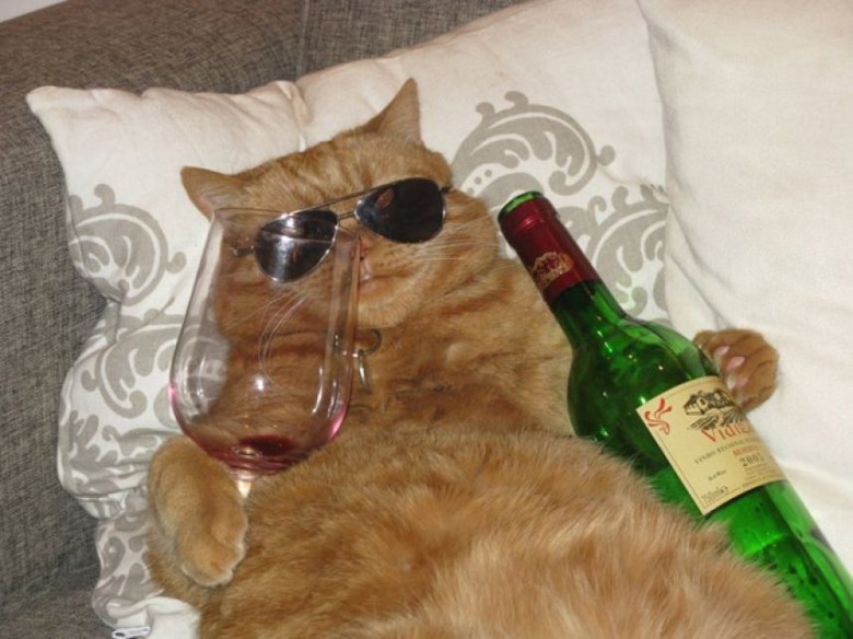 Cool cat