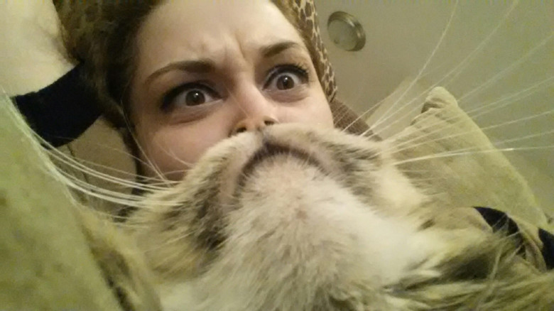 Cat beard