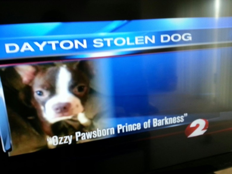Dognapped