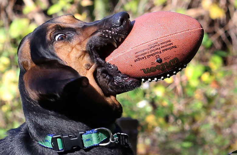 Hund med boll