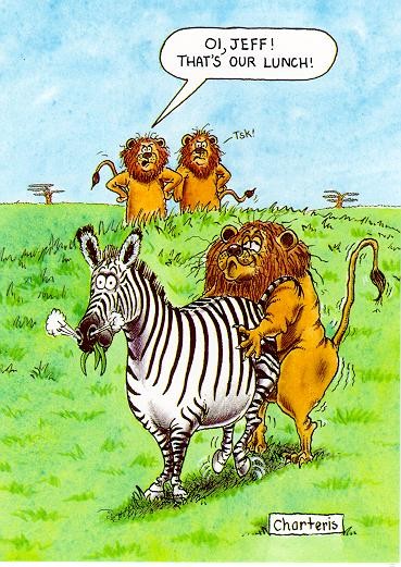 Ett lejon har sex med en zebra