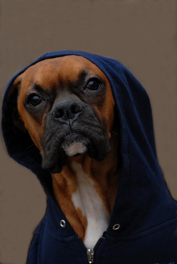 Gangsta dogs – bild 2 av 22