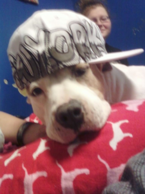 Gangsta dogs – bild 3 av 22