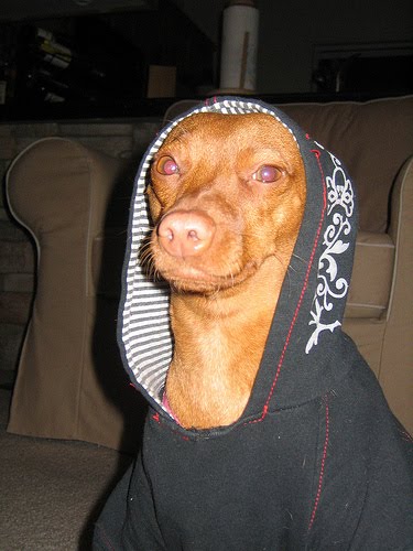 Gangsta dogs – bild 4 av 22