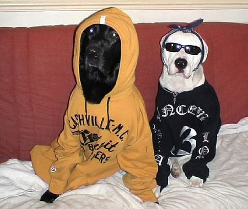Gangsta dogs – bild 5 av 22
