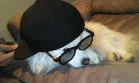 Gangsta dogs – bild 6 av 22