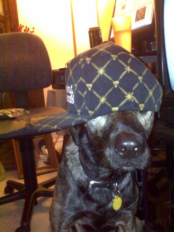 Gangsta dogs – bild 7 av 22