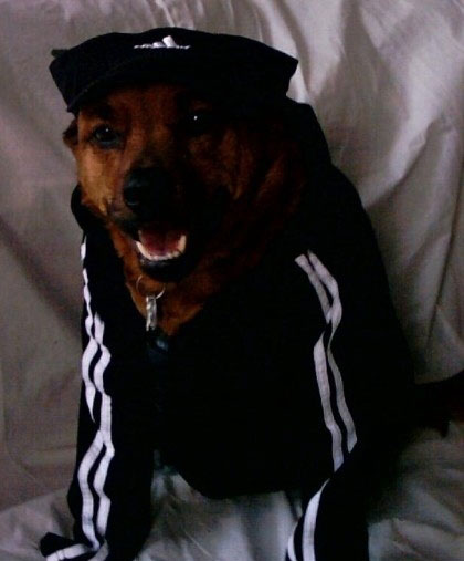 Gangsta dogs – bild 8 av 22