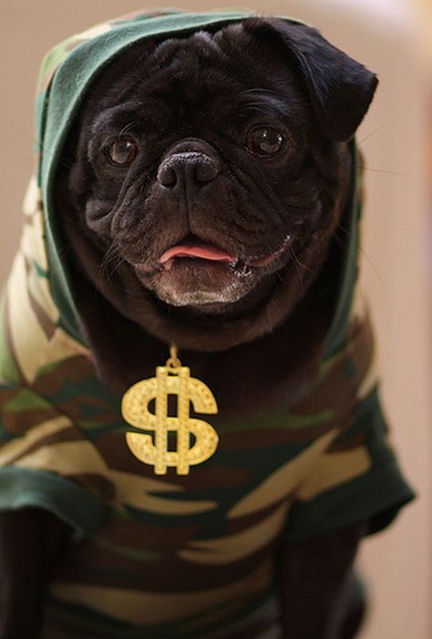 Gangsta dogs – bild 9 av 22