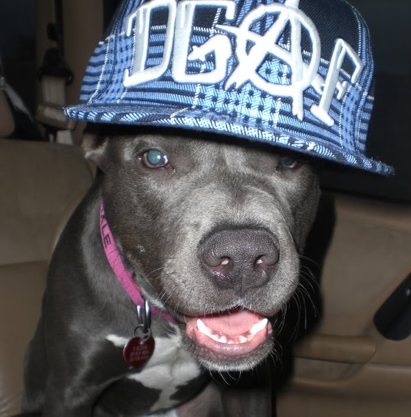 Gangsta dogs – bild 10 av 22