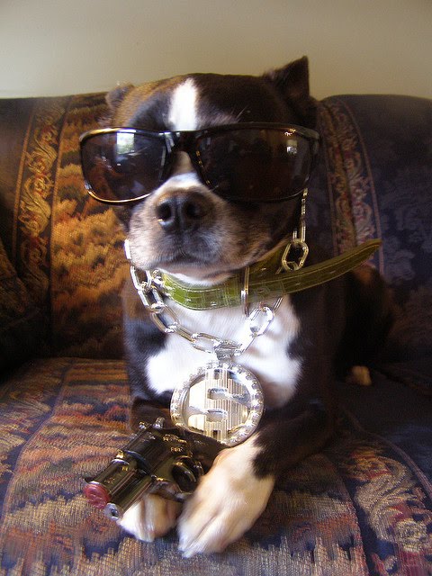 Gangsta dogs – bild 11 av 22