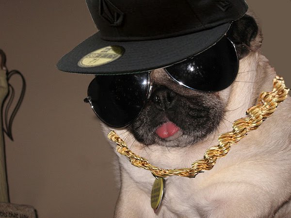 Gangsta dogs – bild 12 av 22