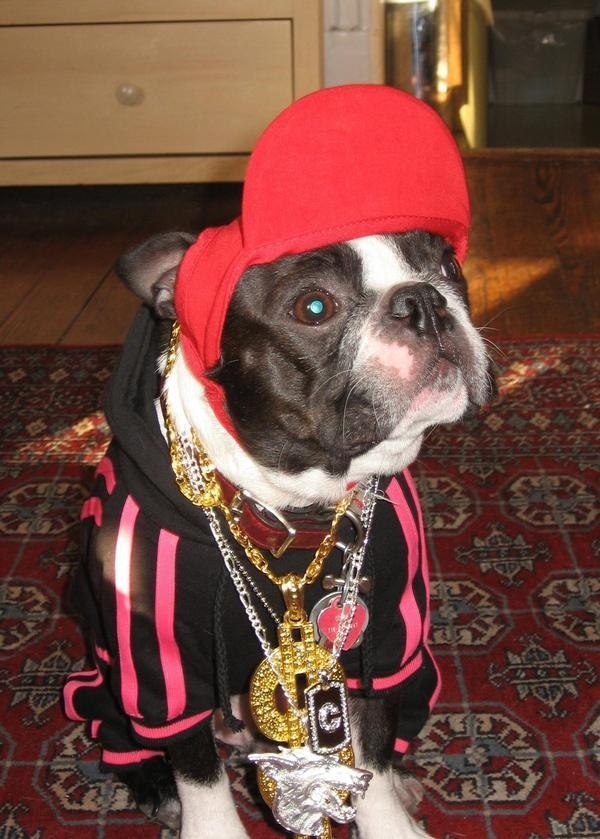 Gangsta dogs – bild 13 av 22