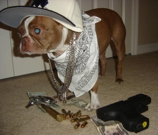 Gangsta dogs – bild 14 av 22