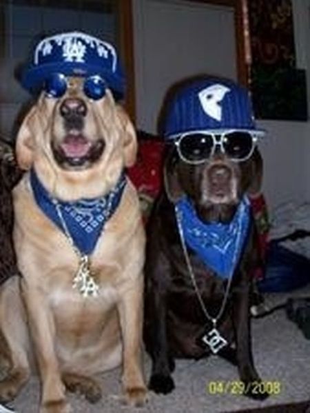 Gangsta dogs – bild 15 av 22