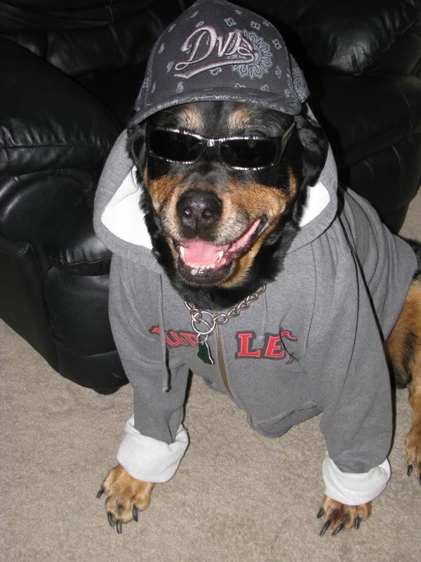 Gangsta dogs – bild 16 av 22