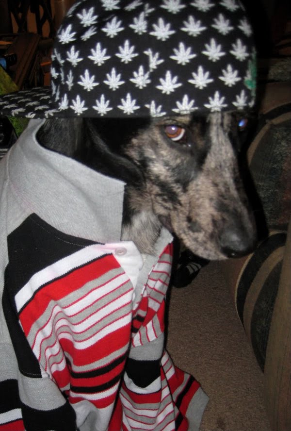 Gangsta dogs – bild 17 av 22