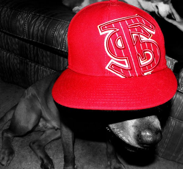 Gangsta dogs – bild 18 av 22