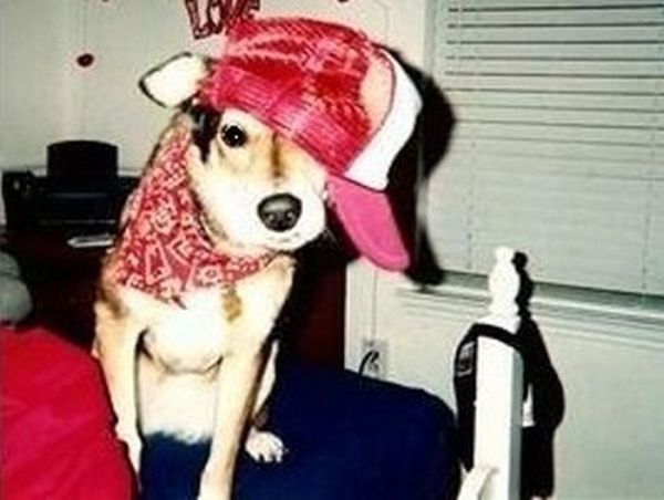 Gangsta dogs – bild 19 av 22