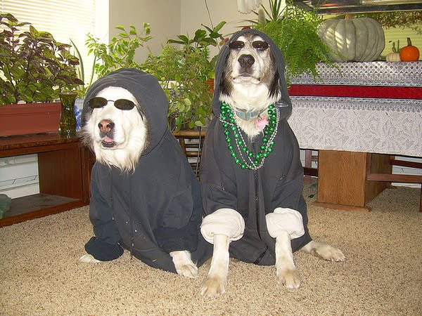 Gangsta dogs – bild 20 av 22