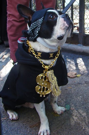 Gangsta dogs – bild 21 av 22