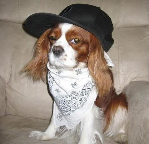 Gangsta dogs – bild 22 av 22