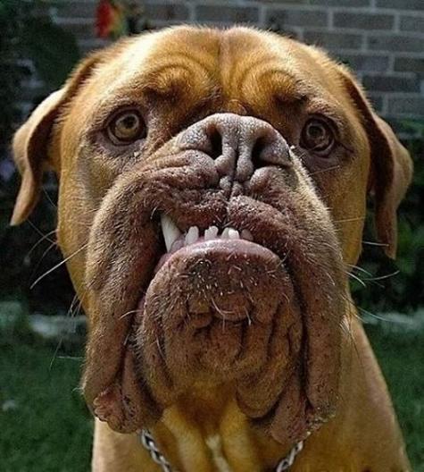 Söt liten hund – bild 4 av 13