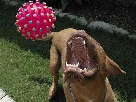 Söt liten hund – bild 5 av 13