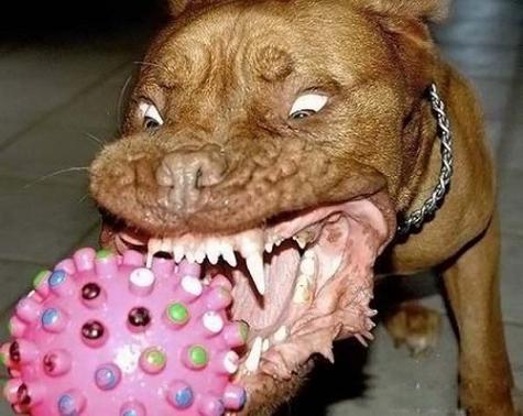 Söt liten hund – bild 7 av 13