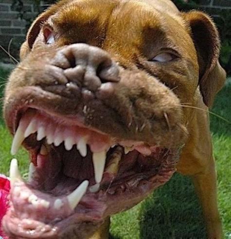 Söt liten hund – bild 8 av 13