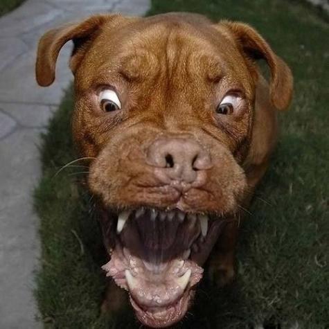 Söt liten hund – bild 9 av 13